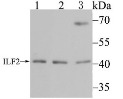ILF2 Rabbit anti-Human, Mouse, Rat, Clone: JU50-33, Novus Biologicals 100